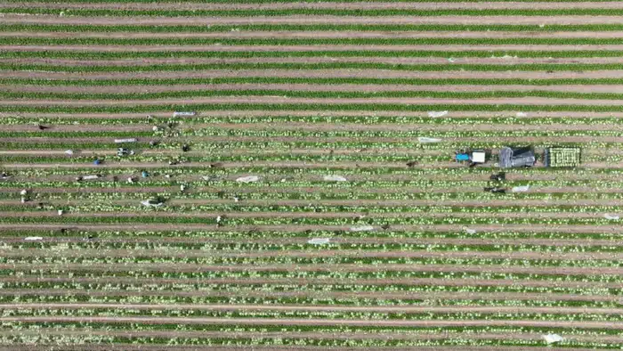 Аграрии Туркестанской области экспортировали в Россию раннеспелую капусту (6)