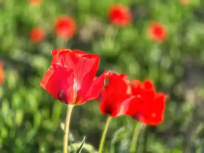 ТУРКЕСТАН: В КАЗЫГУРТЕ ЗАЦВЕЛИ КРАСНОКНИЖНЫЕ ТЮЛЬПАНЫ ГРЕЙГА (3)