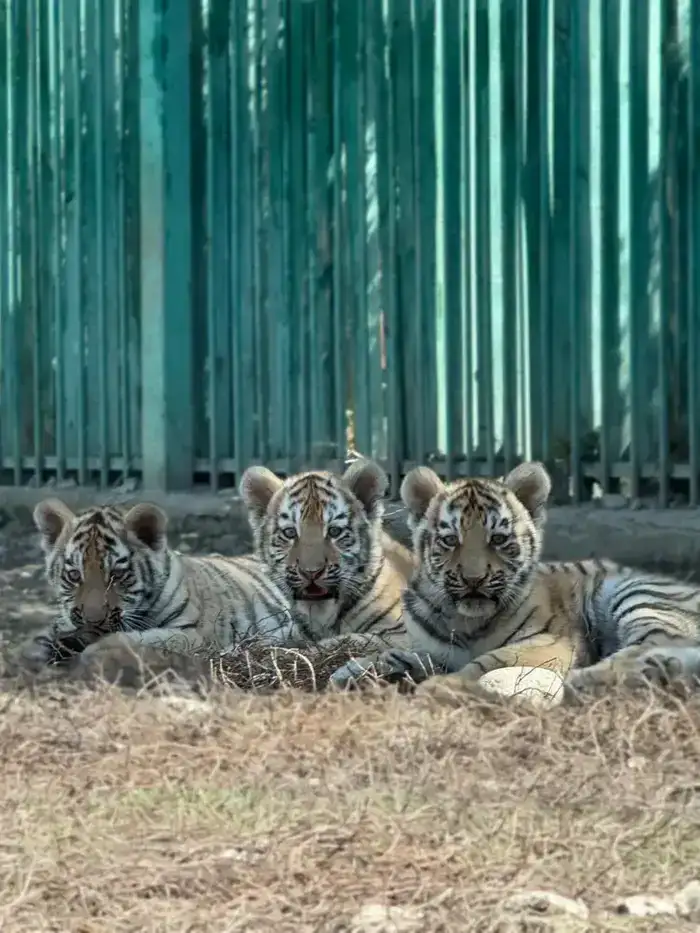 В Алматинском зоопарке родились три амурских тигренка (3)