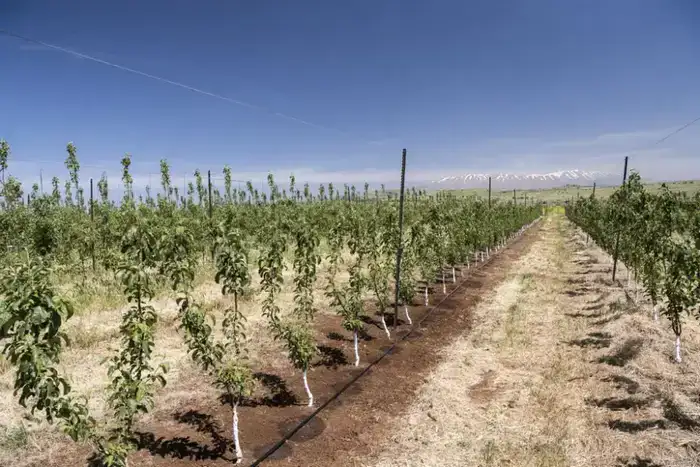 Крупные хозяйства Туркестанской области внедряют технологии водосбережения для повышения урожайности
