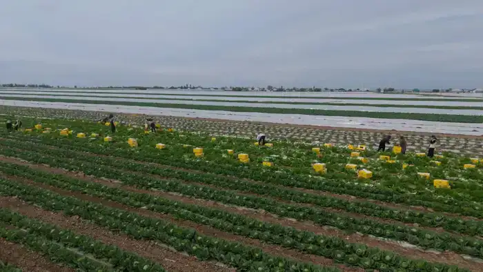 «Вода поступает вовремя, урожай хороший», – аграрии Туркестанской области вырастили первый урожай капусты за 45 дней (2)