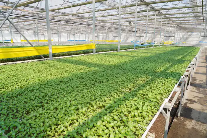 В ТУРКЕСТАНСКОЙ ОБЛАСТИ ВНЕДРЯЮТСЯ ЭКОЛОГИЧЕСКИ ЭФФЕКТИВНЫЕ СПОСОБЫ ОТОПЛЕНИЯ ТЕПЛИЦ (6)