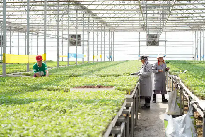 В ТУРКЕСТАНСКОЙ ОБЛАСТИ ВНЕДРЯЮТСЯ ЭКОЛОГИЧЕСКИ ЭФФЕКТИВНЫЕ СПОСОБЫ ОТОПЛЕНИЯ ТЕПЛИЦ (10)