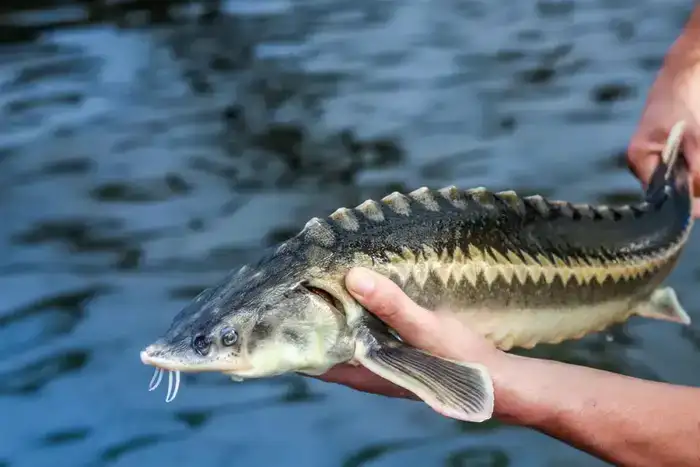 В Казахстане стартовала рыбоохранная акция «Бекіре-2026» (2)