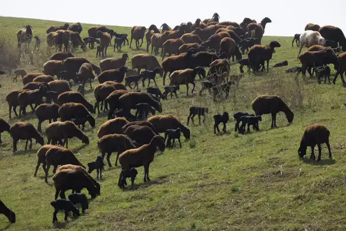 Начинается важный сезон для животноводов (3)