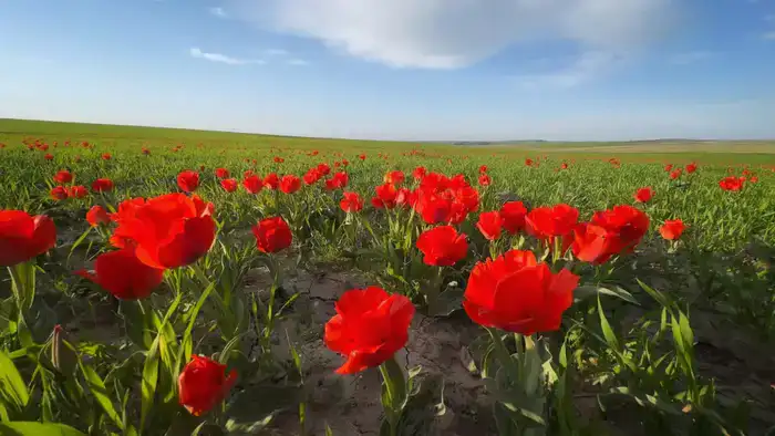 ТУРКЕСТАН: В КАЗЫГУРТЕ ЗАЦВЕЛИ КРАСНОКНИЖНЫЕ ТЮЛЬПАНЫ ГРЕЙГА (4)