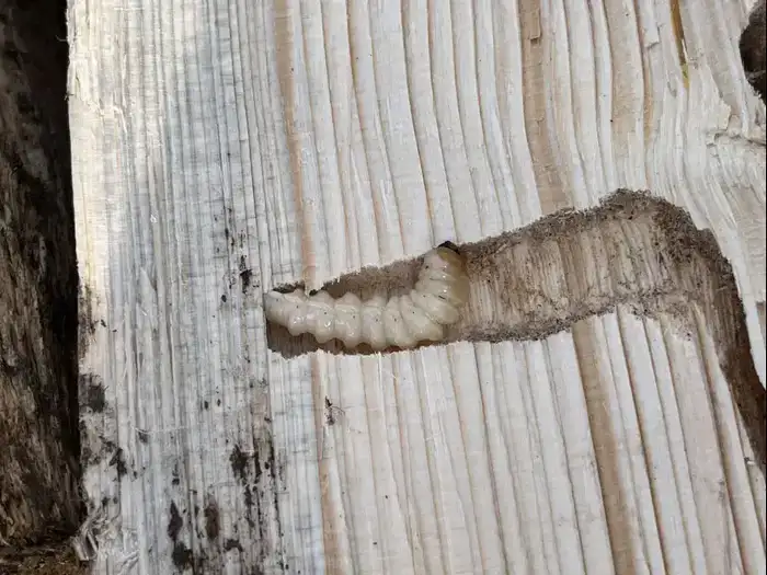 Личинки жука черного соснового усача выявлены в пиломатериалах, ввезенных в Казахстан (2)