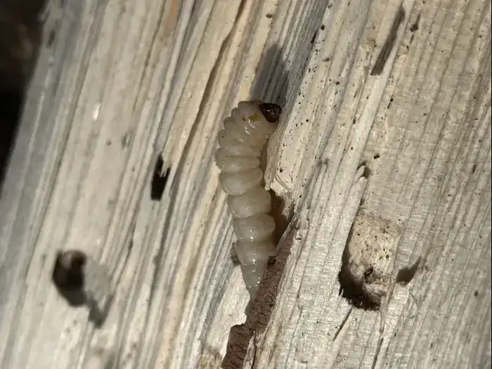 Личинки жука черного соснового усача выявлены в пиломатериалах, ввезенных в Казахстан (3)