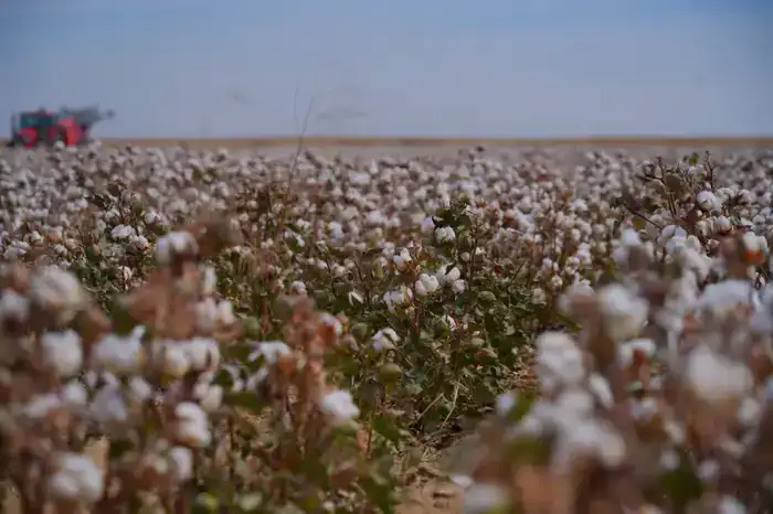 В ТУРКЕСТАНСКОЙ ОБЛАСТИ В РАМКАХ ПРОГРАММЫ «АУЫЛ АМАНАТЫ» СОЗДАНО ОКОЛО 5 ТЫСЯЧ НОВЫХ РАБОЧИХ МЕСТ (4)