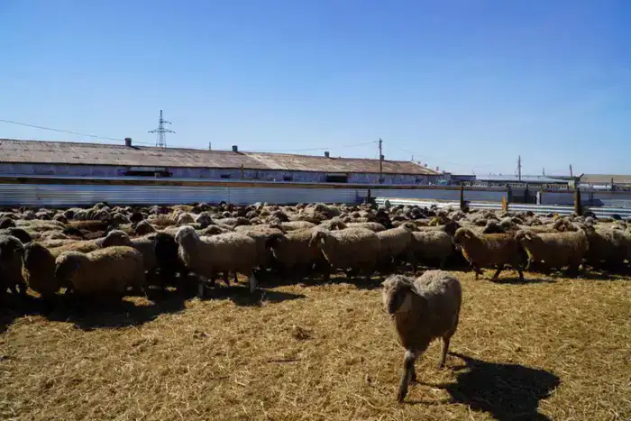 Мясной кластер мощностью свыше 37 тыс. голов формируется в Акмолинской области (4)