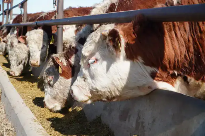 Мясной кластер мощностью свыше 37 тыс. голов формируется в Акмолинской области (5)