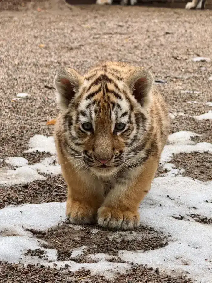 В Алматинском зоопарке родились три амурских тигренка (4)