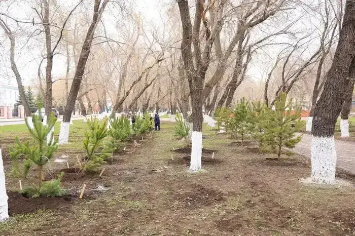 «Таза Қазақстан»: В Караганде за день посадили 400 деревьев (8)