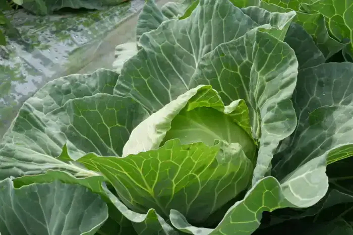 «Вода поступает вовремя, урожай хороший», – аграрии Туркестанской области вырастили первый урожай капусты за 45 дней (7)