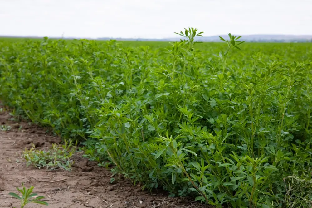 В Жамбылском районе расширяют посевные площади за счёт пастбищных земель (4)