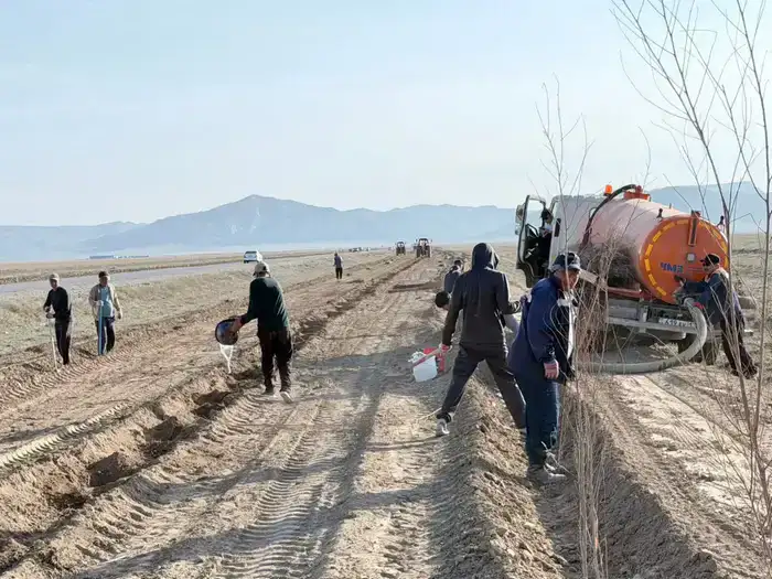 Созак: Зеленый пояс растет, деревья в ожидании!