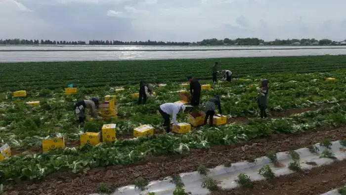 Аграрии Туркестанской области успешно собрали первый урожай капусты за 45 дней благодаря своевременному поливу