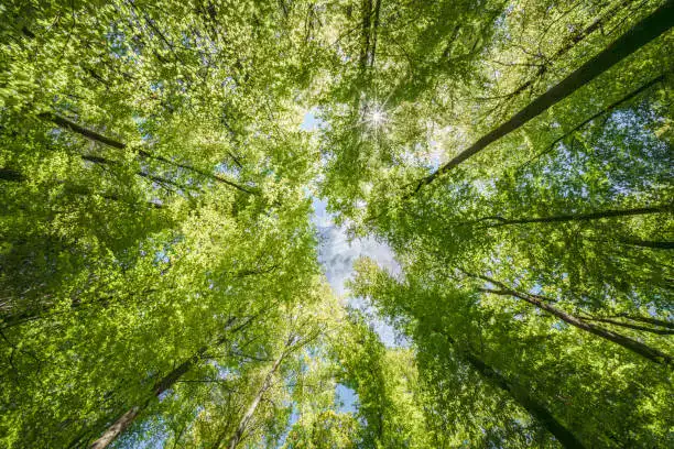 Экологические инициативы в Алматинской области: шаг к устойчивому развитию региона