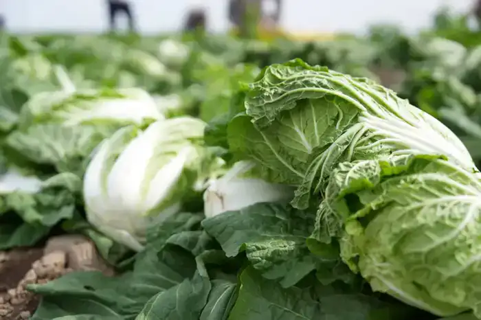«Вода поступает вовремя, урожай хороший», – аграрии Туркестанской области вырастили первый урожай капусты за 45 дней (8)