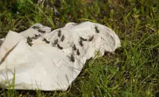 Келесский район: Заседание штаба по борьбе с вредителями с акцентом на стратегическую важность для экономической стабильности региона