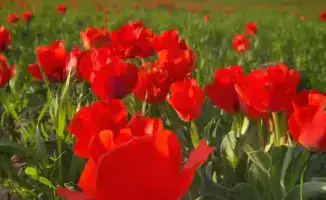 В Казыгурте зацвели редкие тюльпаны Грейга, занесенные в Красную книгу Казахстана