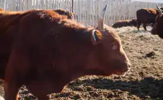 Акмолинская область запускает мясной кластер