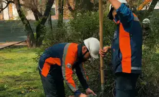 Алматы: субботники, превращающие заброшенные участки в оазисы жизни