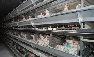 Визит акима Туркестанской области подчеркивает значимость яичной птицефабрики для продовольственной безопасности региона