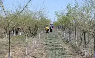 Собрание жителей Созакского района для высадки деревьев и благоустройства территории