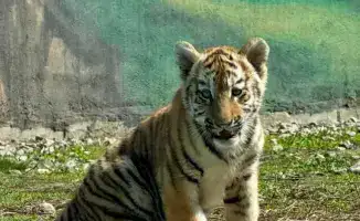 Три амурских тигренка родились в Алматинском зоопарке