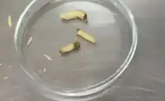 Опасность для экосистемы Казахстана: личинки черного соснового усача обнаружены в импортированных пиломатериалах