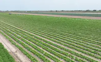 Фермеры Туркестанской области собрали первый урожай капусты за 45 дней благодаря своевременной подаче воды