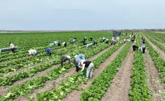Первая партия раннеспелой капусты сорта 'Пекинка' отправлена из Туркестанской области в Россию