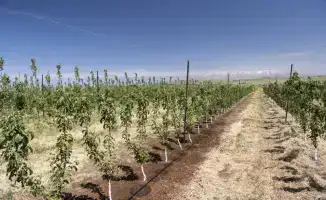 Крупные хозяйства Туркестанской области внедряют технологии водосбережения для повышения урожайности