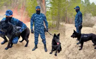 Служебные собаки в Абай: четвероногие стражи порядка раскрыли 31 преступление с начала года