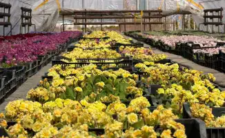 Алатауский район: зеленый оазис или проект мечты?