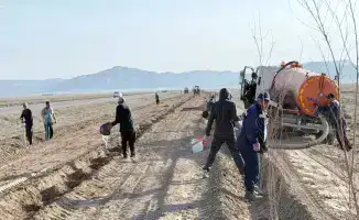 Созак: Зеленый пояс растет, деревья в ожидании!