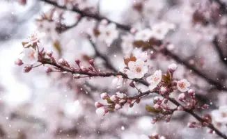 Снег и заморозки в Казахстане: возможные последствия для сельского хозяйства и транспортной инфраструктуры