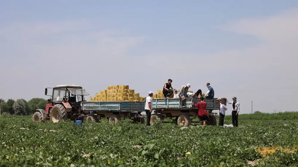 Аграрии Туркестанской области начали сбор первого урожая дыни (4)
