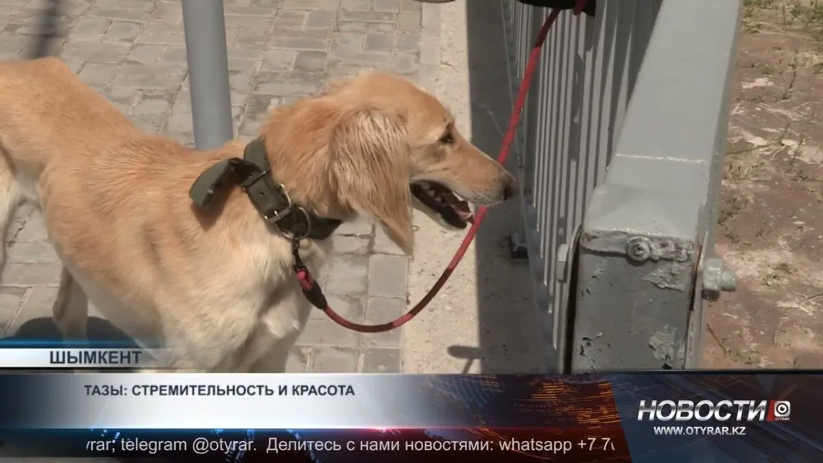 Казахские борзые со всей страны собрались на чемпионате «Құмай тазы», чтобы продемонстрировать свои способности и соревноваться за звание лучшего. Это событие стало важным событием для любителей и владельцев этих великолепных собак, подчеркивая их культур