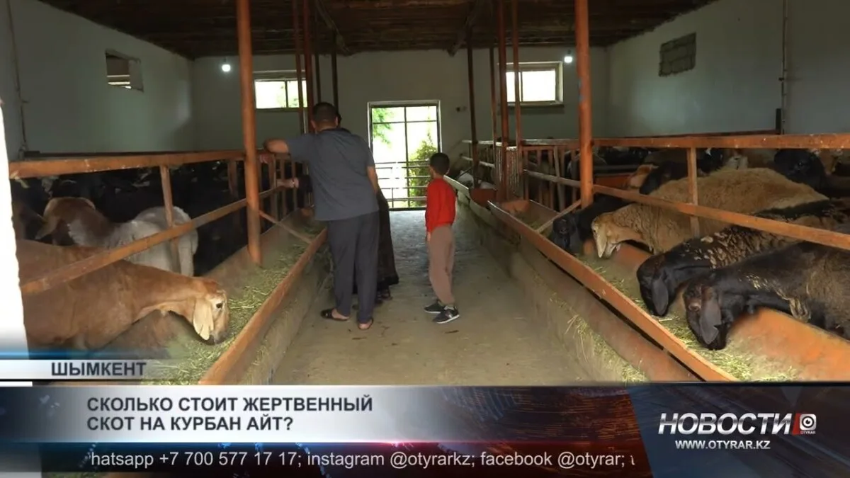 Мировые цены на жертвенный скот в преддверии Курбан-айт: что ожидать в 2023 году?