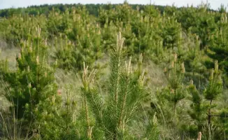 20 million trees to be planted in Akmolinsk region by 2026 as part of ecological initiative