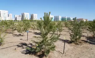 В Туркестане высадили более 2 миллионов деревьев в рамках программы «Таза Қазақстан»