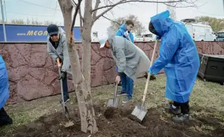 Пестрое: высажено 70 тысяч деревьев в области