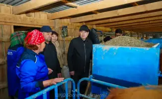 Симментальские коровы: молочная мечта Уланского района!