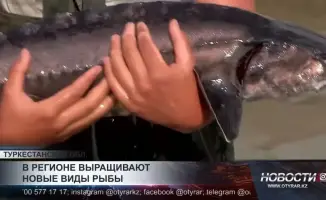 Выращивание осетра и форели в горах Туркестанской области: новые возможности для местного населения