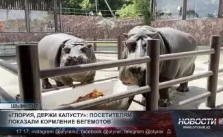 Бегемоты на диете: что скрывает меню Мушкетера и Глории?
