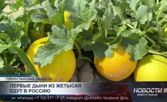 Жетысайские дехкане отправляют дыни в Россию: первые поставки