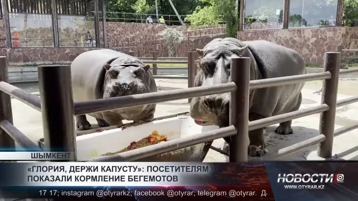 Бегемоты на диете: что скрывает меню Мушкетера и Глории?