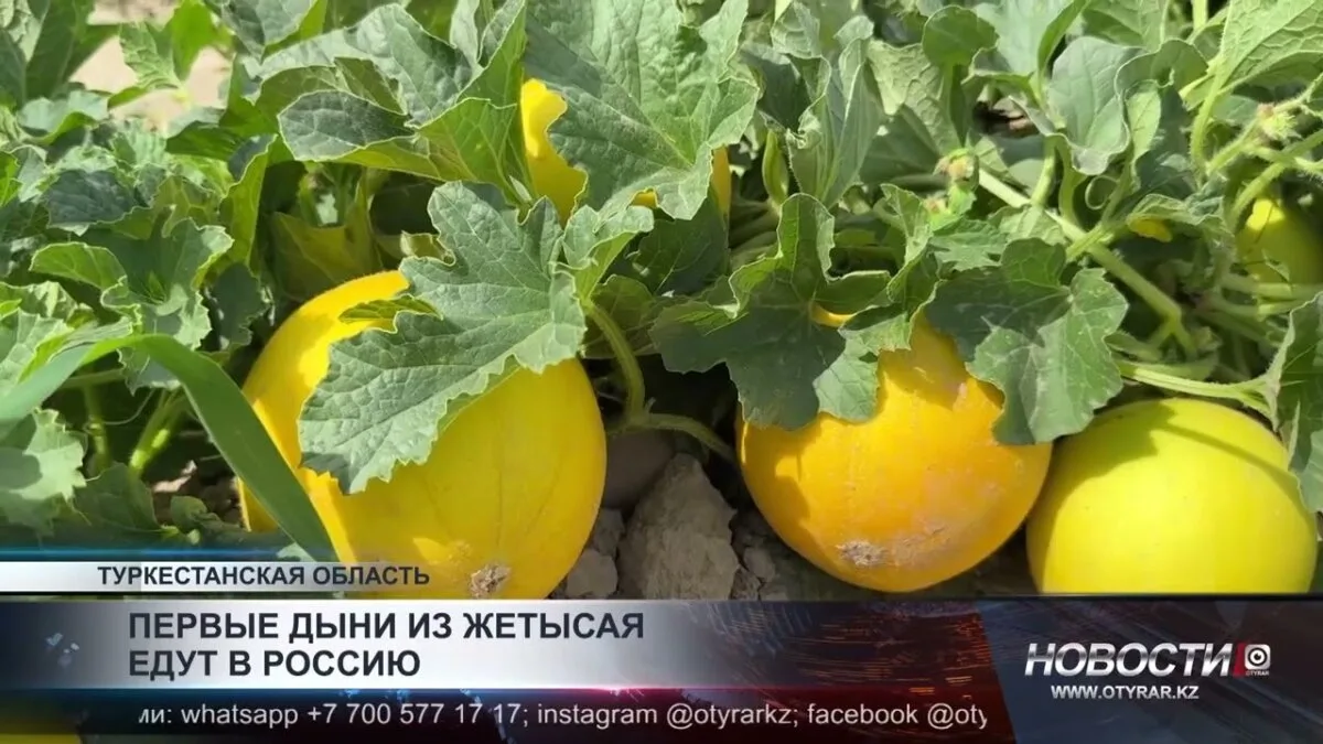 Жетысайские дехкане отправляют дыни в Россию: первые поставки